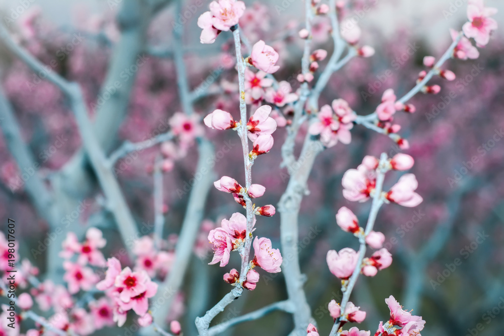 Beautiful floral spring abstract background of nature. Beautiful floral spring abstract background of nature.
