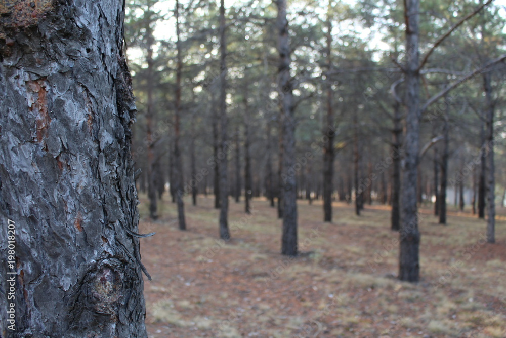 Forest 1 Forest 1