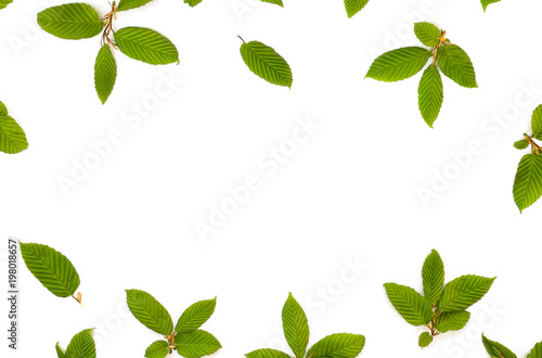 Frame of twigs with green leaves hornbeam (Carpinus betulus) on a white background with space for text. Top view, flat lay