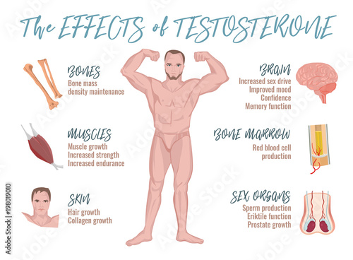 Testosterone Effects Infographics