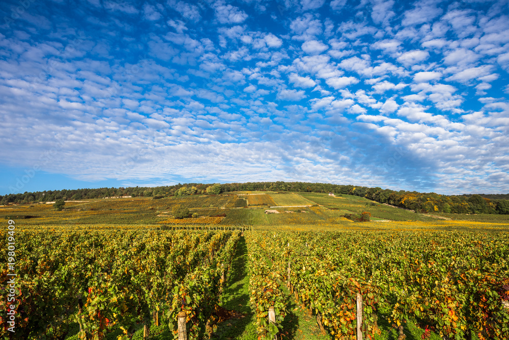 Φωτογραφία Vineyards in the autumn season, Burgundy, France