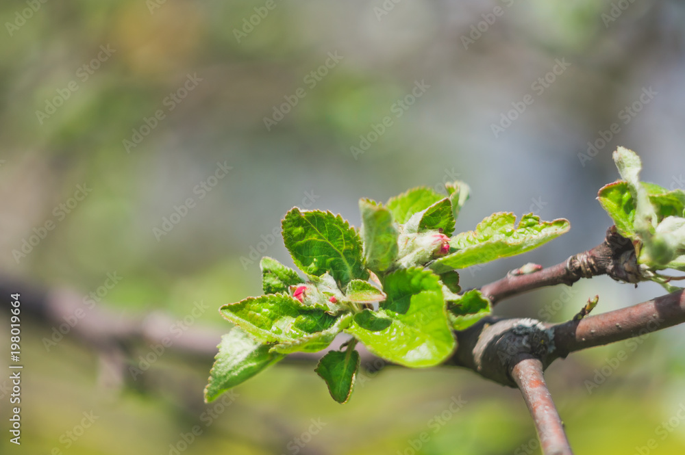 Obraz premium Flowering apple tree closeup
