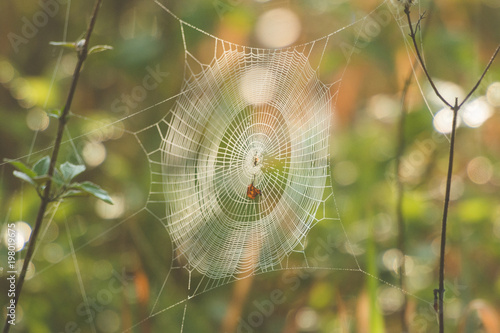 Web spider in nature