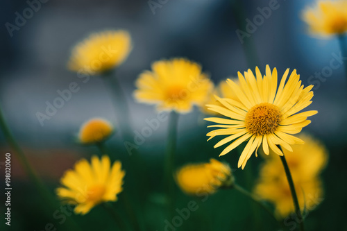 Small yellow daisies with orange center bloom outdoors.