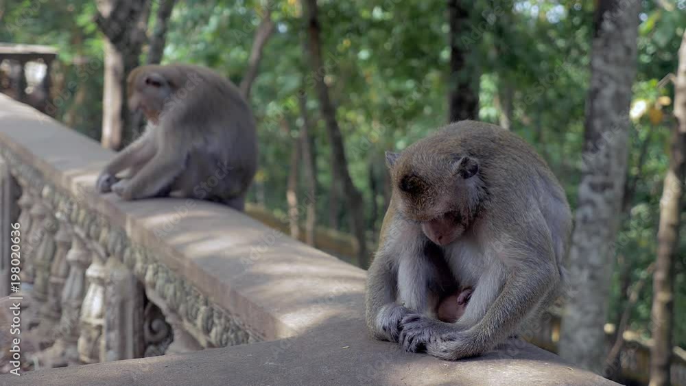 Two monkeys sleeping the head down between the knees while sitting on a stone railing; the one on the foreground getting awake and scratching itself before going away Two monkeys sleeping the head down between the knees while sitting on a stone railing; the one on the foreground getting awake and scratching itself before going away