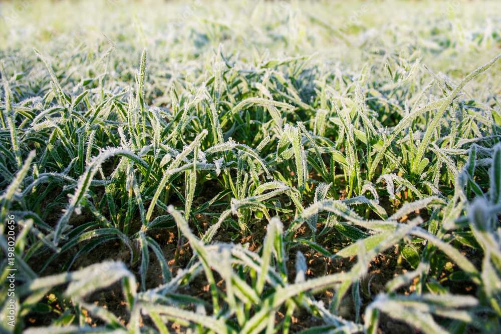 Winter crops damaged with early spring frost, Frozen plants on meadow at sunrise, Sprouted grain at agricultural field covered with hoarfrost, Sowing wheat campaign at springtime Winter crops damaged with early spring frost, Frozen plants on meadow at sunrise, Sprouted grain at agricultural field covered with hoarfrost, Sowing wheat campaign at springtime
