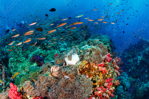 Tropical fish on a healthy coral reef