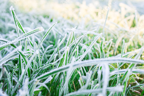 Green grass with morning frost and sunlight in the garden, Frozen grass on meadow at sunrise, Frozen leaves on a lawn, Spring or autumn hoarfrost on young shoots of winter wheat