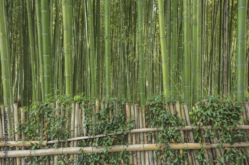 Fototapeta Naklejka Na Ścianę i Meble -  Bamboo forest in Arashiyama, Kyoto, Japan