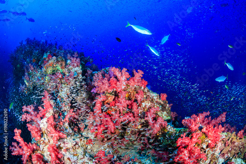 Fototapeta Naklejka Na Ścianę i Meble -  Beautiful and colorful soft corals on a healthy tropical coral reef (Richelieu Rock, Thailand)