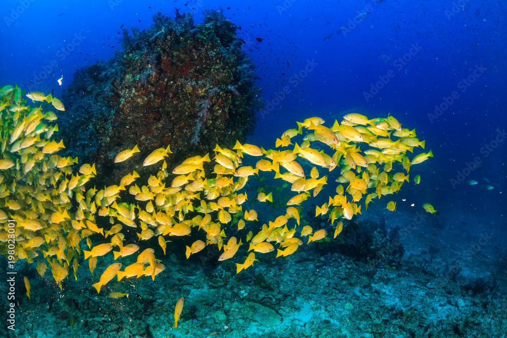 Obraz premium A school of Snapper deep underwater on a tropical coral reef