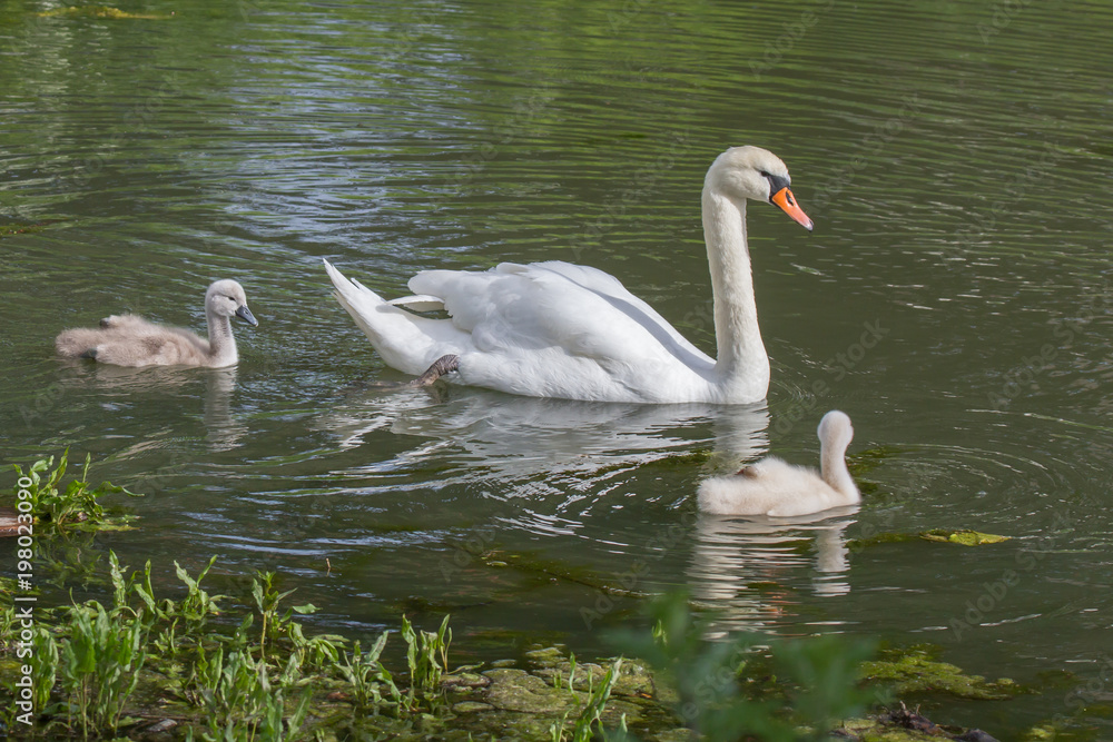 Schwan mit Küken 3 Schwan mit Küken 3