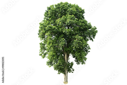 Green leafy tree isolated on white background.