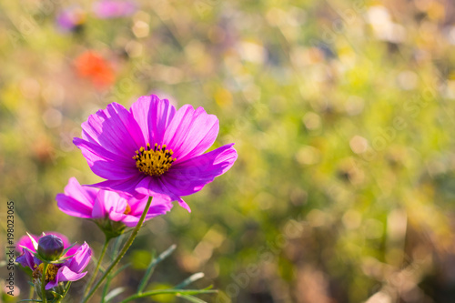 violet pink flower in the garden