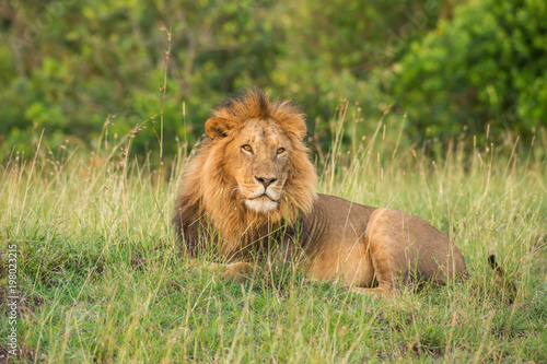 Fototapeta Naklejka Na Ścianę i Meble -  Lion portrait in sunset rays 