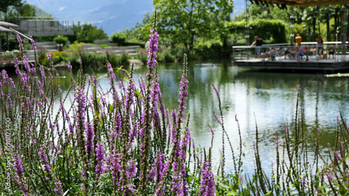 Garden and water