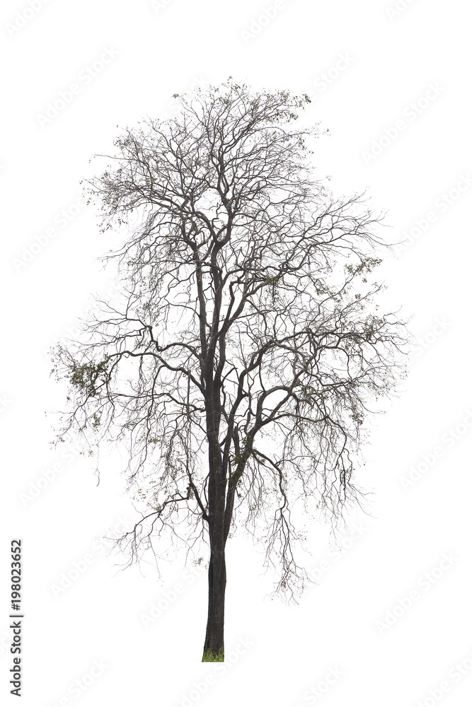 Dead tree isolated on white background Suitable for use. Dead tree isolated on white background Suitable for use.