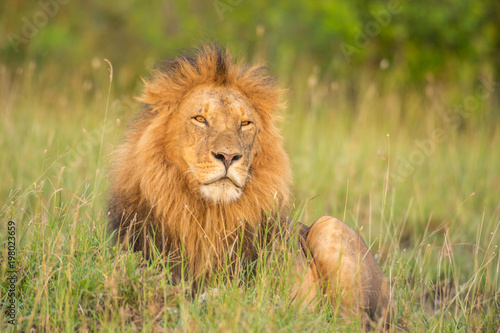 Fototapeta Naklejka Na Ścianę i Meble -  Lion portrait in sunset rays 