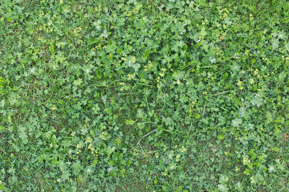 Landscape is summer. Green trees and grass in a countryside land Landscape is summer. Green trees and grass in a countryside land