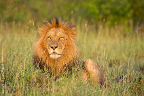 Fototapeta Naklejka Na Ścianę i Meble -  Lion portrait in sunset rays 