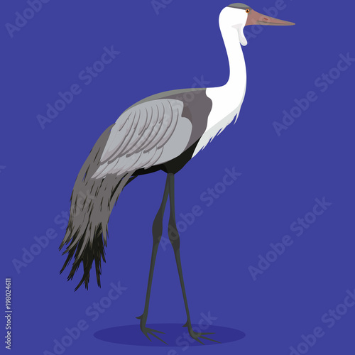 Wattled crane cartoon