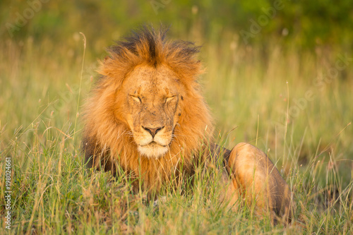 Fototapeta Naklejka Na Ścianę i Meble -  Lion portrait in sunset rays 