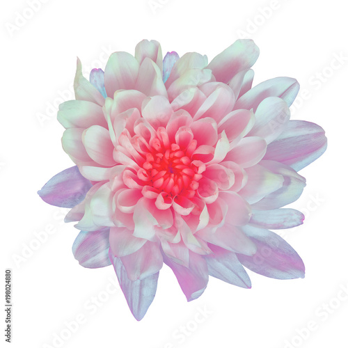 Flower white pink Chrysanthemum  with a red shade inside   isolated on white background. Flower bud close up.  Element of design.