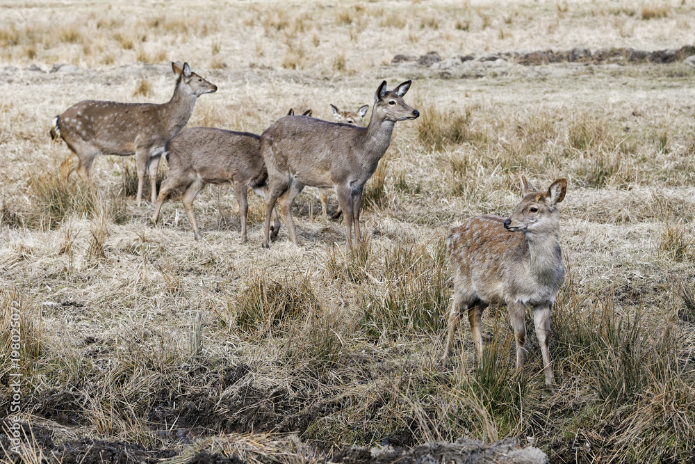 Red deer, Altai maral (Cervus elaphus sibiricus) Red deer, Altai maral (Cervus elaphus sibiricus)