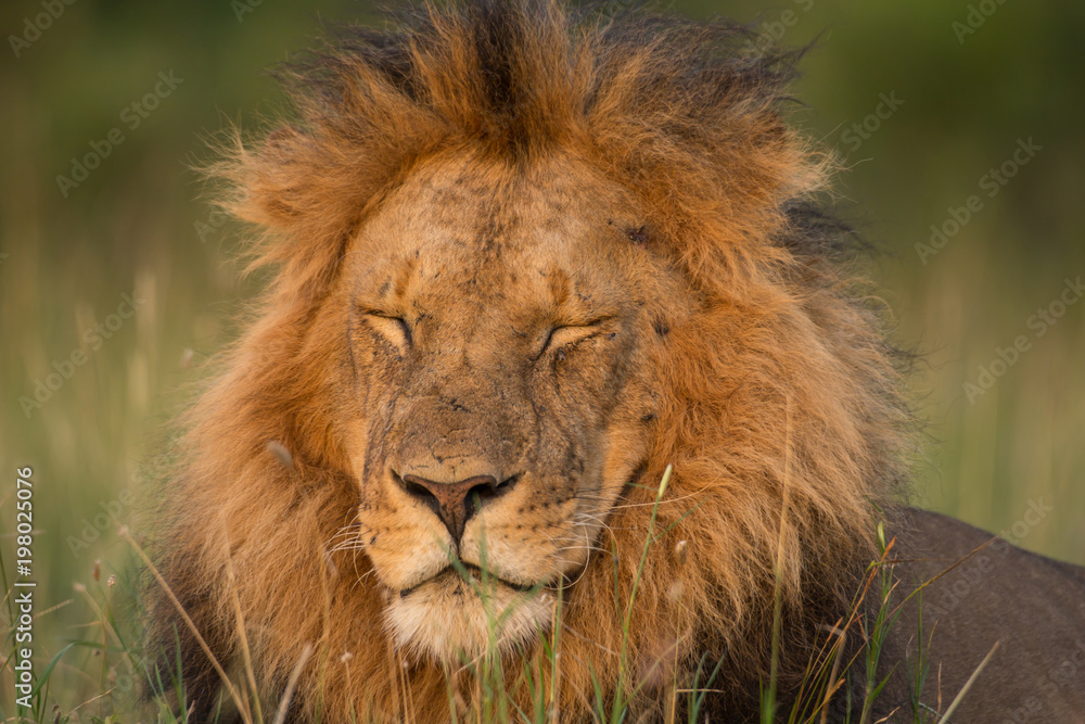 Lion portrait in sunset rays 