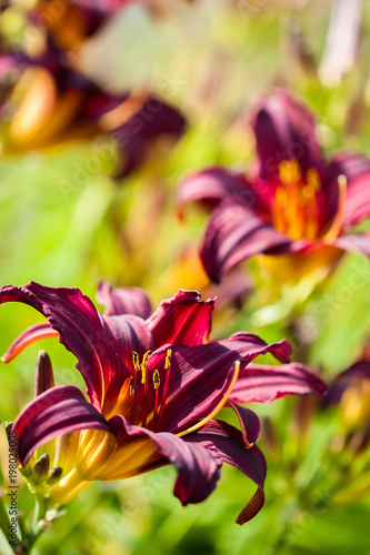 Beautiful purple garden flower lit with summer sun, side view of a dark red daylily American Revolution, maroon hemerocallis hybrid, summertime blooming flowers, garden background photo