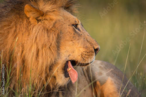 Fototapeta Naklejka Na Ścianę i Meble -  Lion portrait in sunset rays 