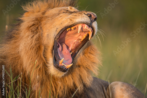 Fototapeta Naklejka Na Ścianę i Meble -  Lion portrait in sunset rays 