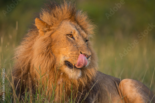 Fototapeta Naklejka Na Ścianę i Meble -  Lion portrait in sunset rays 