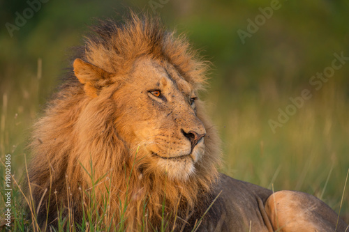Fototapeta Naklejka Na Ścianę i Meble -  Lion portrait in sunset rays 