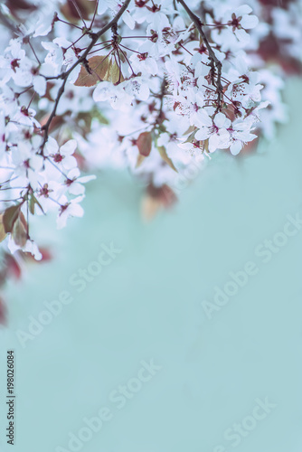 branches with white delicate spring flowers of fruit tree. Cherry flowering.   Delicate artistic photo. selective focus.
