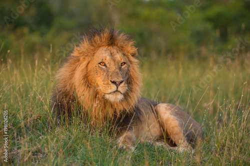 Fototapeta Naklejka Na Ścianę i Meble -  Lion portrait in sunset rays 