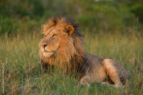 Fototapeta Naklejka Na Ścianę i Meble -  Lion portrait in sunset rays 