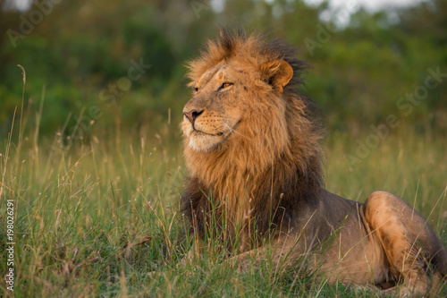 Fototapeta Naklejka Na Ścianę i Meble -  Lion portrait in sunset rays 