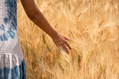 The women walk in barley farms and touch their hands with barley