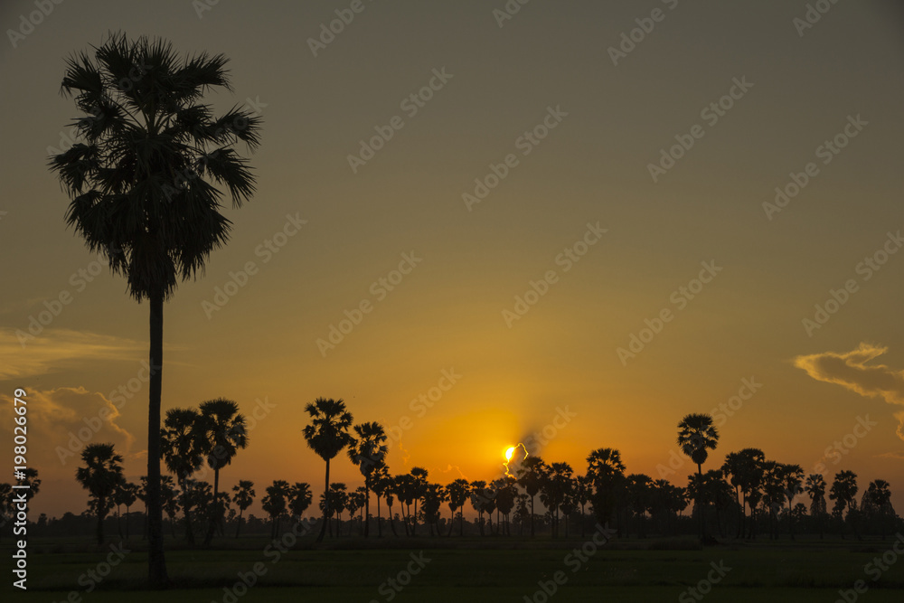 Sugar Palm Tree and greenery rice fields in the Sunset