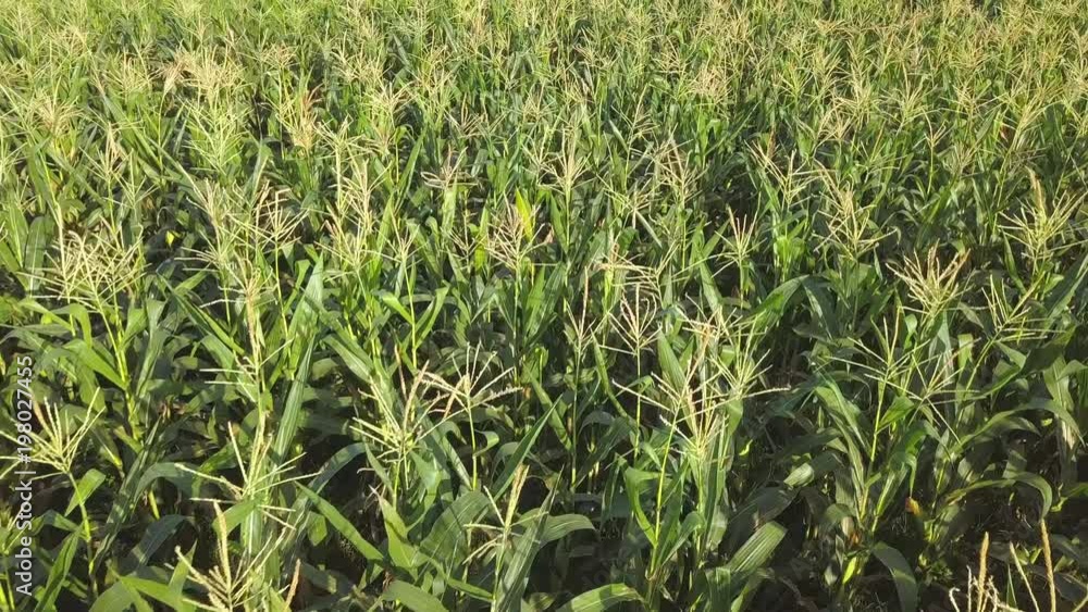 Organic Corn Farm Field. 4K Aerial View from Above. Drone Monitoring Plants - Future Technology Agricultural Food Harvest Footage Concept. Organic Corn Farm Field. 4K Aerial View from Above. Drone Monitoring Plants - Future Technology Agricultural Food Harvest Footage Concept.