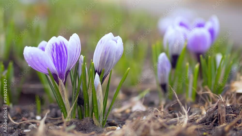 purple crocus growing outside and trembling on the wind. purple crocus growing outside and trembling on the wind.