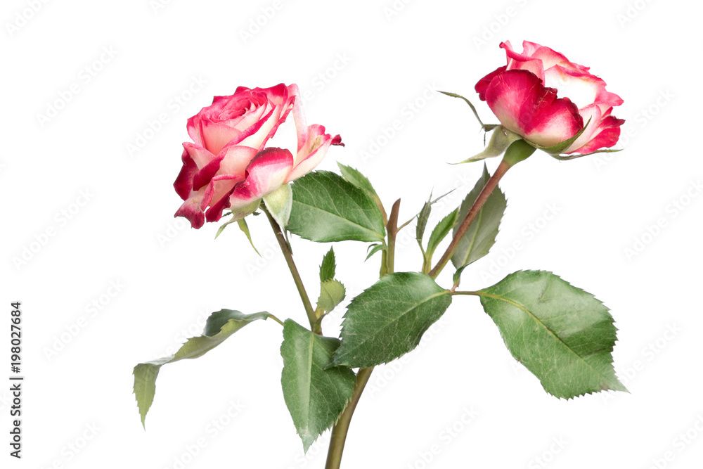 little rose on white background isolate, pink rose little rose on white background isolate, pink rose