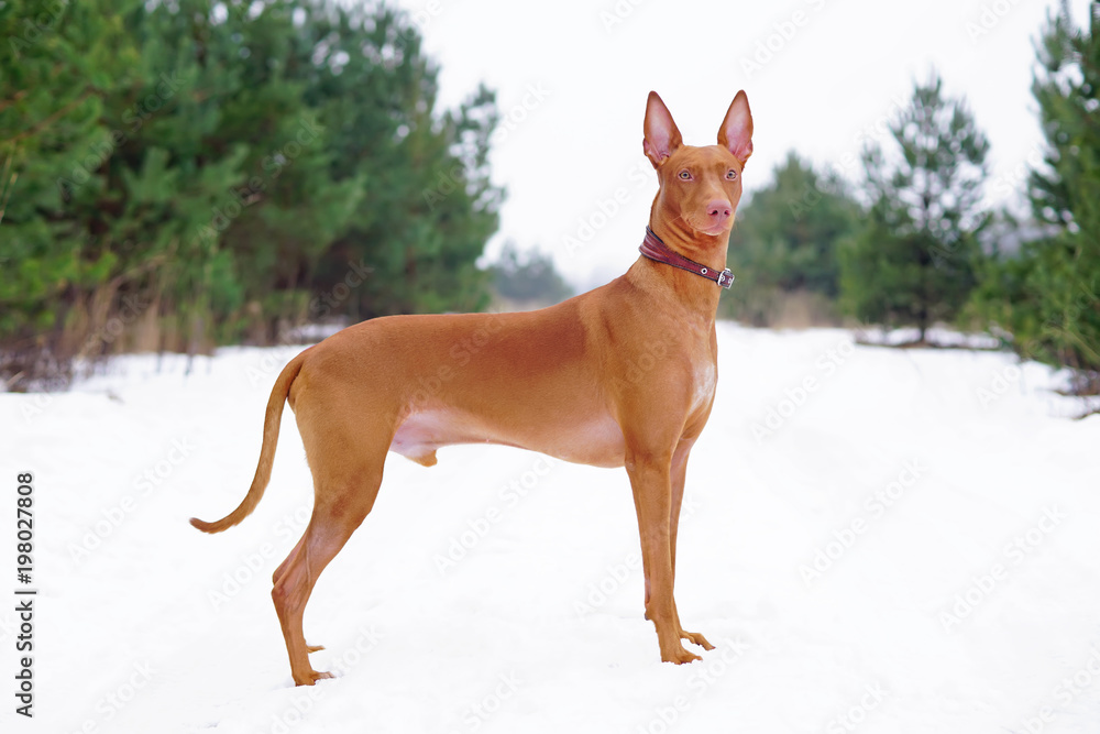 Adorable Pharaoh hound with a leather collar staying outdoors on a snow in winter