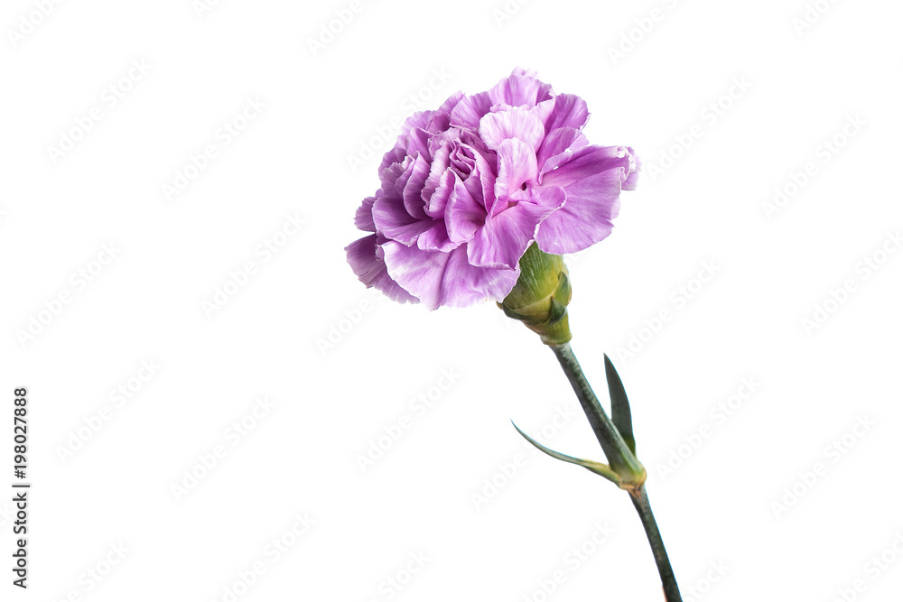 Purple carnation on a white background, isolate. Close-up. Copy space Purple carnation on a white background, isolate. Close-up. Copy space