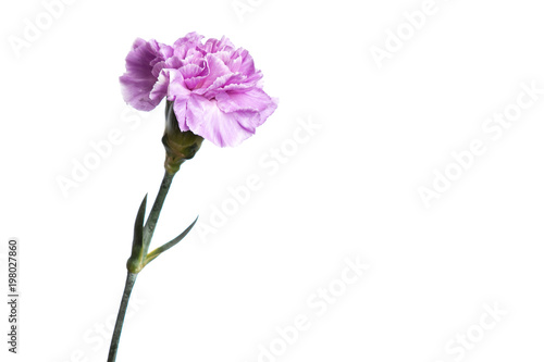 Fototapeta Naklejka Na Ścianę i Meble -  Purple carnation on a white background, isolate. Close-up. Copy space