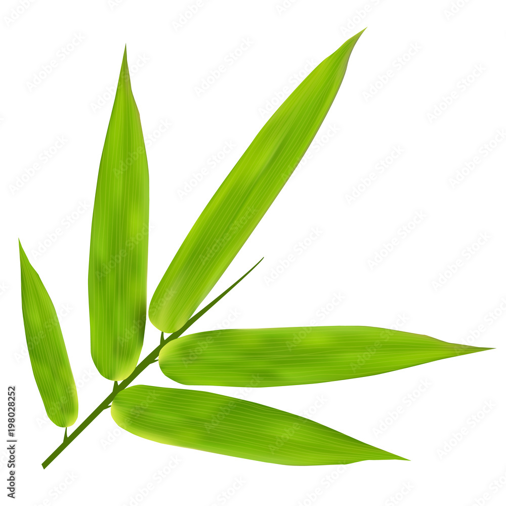Fototapeta Ilustracja Bambusowi liście na białym tle