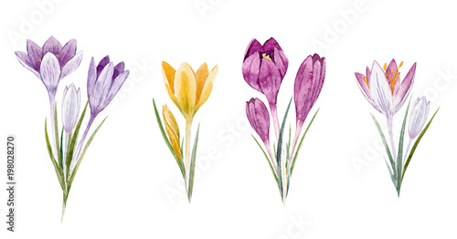 Watercolor floral crocus set