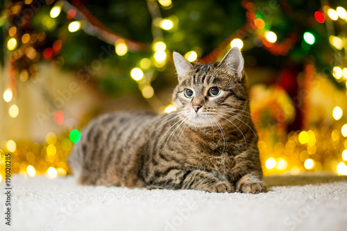 Large thick Cat without breed of reed color near the Christmas tree with garlands