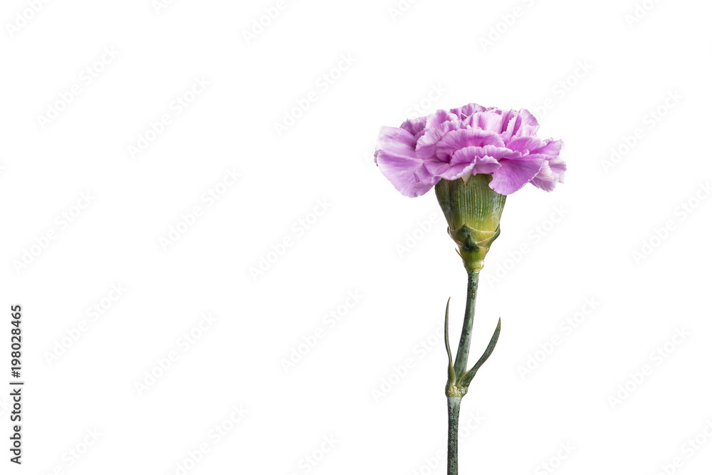 Purple carnation on a white background, isolate. Close-up. Copy space Purple carnation on a white background, isolate. Close-up. Copy space